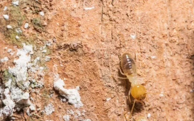 Cupins aparecem mais em que época do ano?