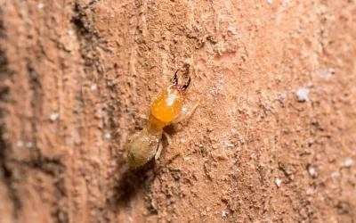 Cupins vivem no solo ou na madeira?