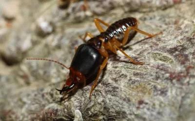 Descupinização em apartamentos: é possível fazer o tratamento?