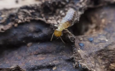 Descupinização profissional: como funciona o tratamento contra cupins