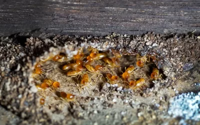 Pó de cupim no chão: o que significa?