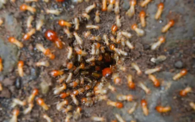 Por que cupins aparecem após períodos de chuva?