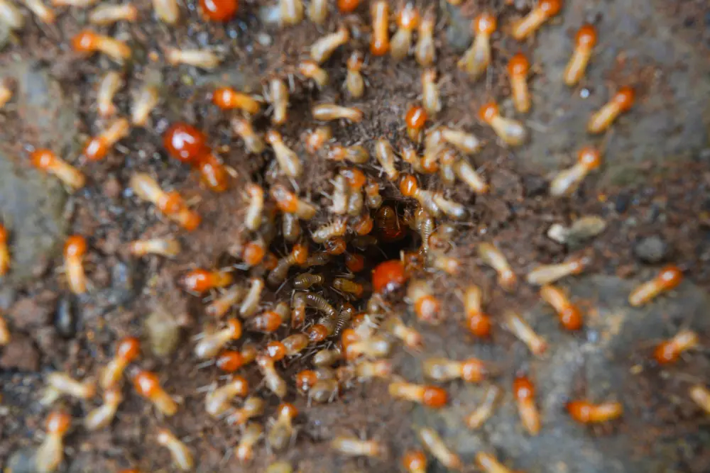 Por que cupins aparecem após períodos de chuva?