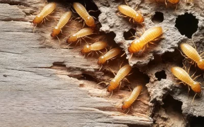 Por que cupins são considerados uma das pragas mais destrutivas do mundo?