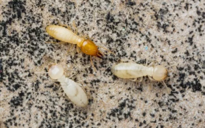 Quais são os principais sinais de infestação de cupins?