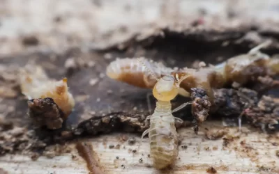 Qual a diferença entre cupim subterrâneo e cupim de madeira seca?