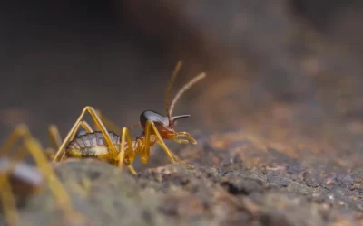 Qual é o melhor método profissional para eliminar cupins?