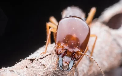 Quando é necessário contratar uma empresa de descupinização?