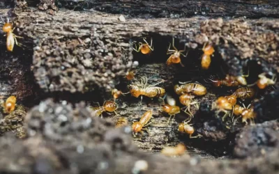 Quanto tempo os cupins levam para destruir madeira?