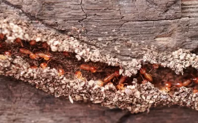 Como identificar sinais de infestação de cupins antes que o problema se espalhe