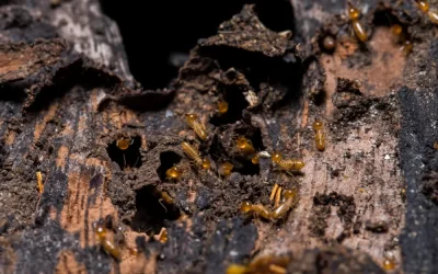 Cupins podem se espalhar entre apartamentos?