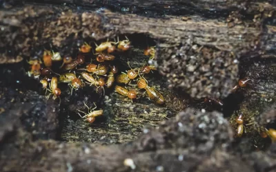 Descupinização preventiva em condomínios residenciais