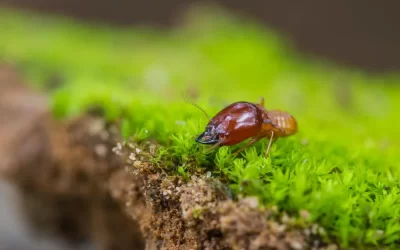 Pequenos furos na madeira podem indicar infestação de cupins?