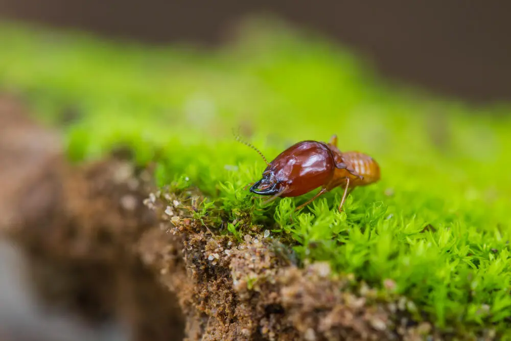 Pequenos furos na madeira podem indicar infestação de cupins?