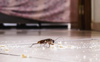 Baratas de esgoto podem transmitir doenças?