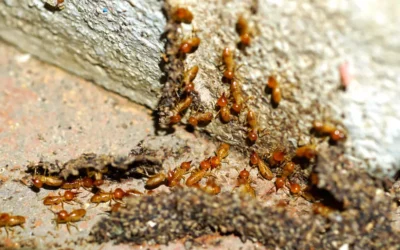 Cupim de madeira seca: características, ciclo de vida e sinais de infestação