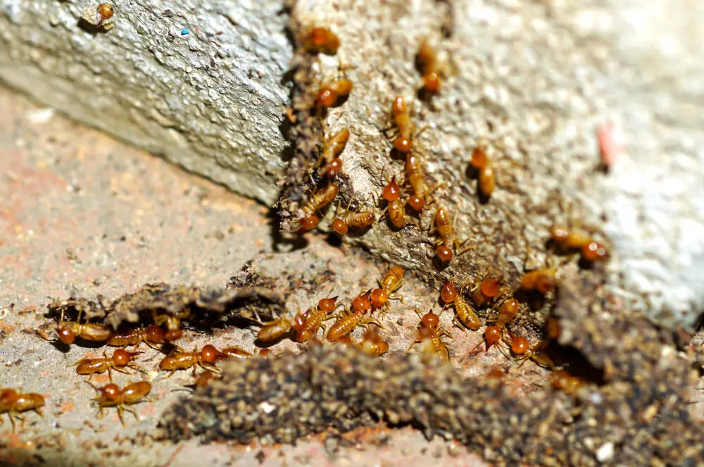 Cupim de madeira seca pode destruir móveis e portas?