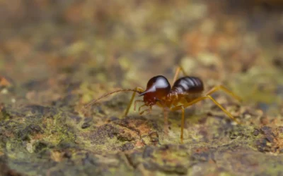 Cupim subterrâneo: morfologia, comportamento e como funciona a infestação nas casas