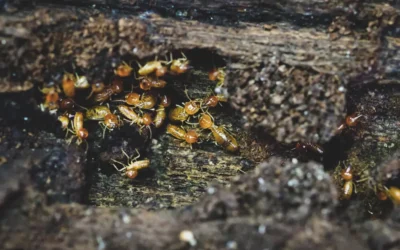 Quanto custa descupinizar portas, rodapés e móveis infestados por cupins