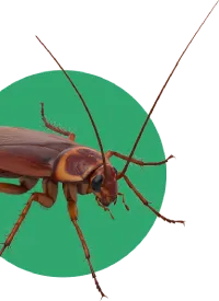 Dedetizadora - Rio de Janeiro | Confira Controle de Insetos | Biovet