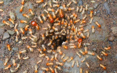 Descupinização em Laranjeiras: como proteger móveis de alto valor?