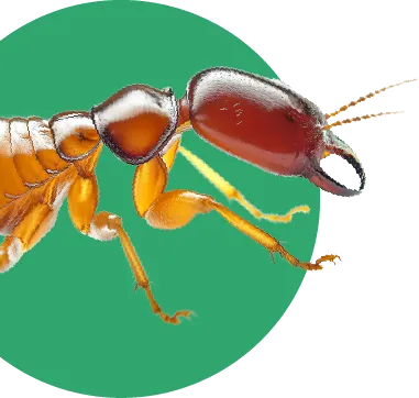 Dedetizadora - Rio de Janeiro | Confira Controle de Insetos | Biovet