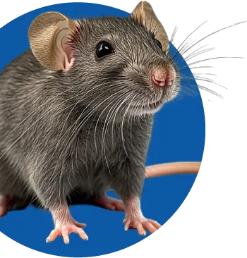 Dedetizadora - Rio de Janeiro | Confira Controle de Insetos | Biovet