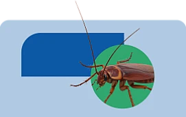Dedetizadora - Rio de Janeiro | Controle de Insetos | Biovet