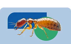Dedetizadora - Rio de Janeiro | Descupinização | Biovet