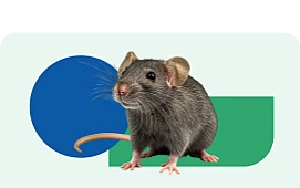 Dedetizadora - Rio de Janeiro | Desratização | Biovet