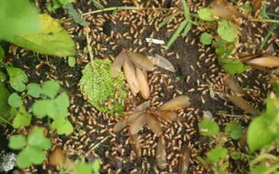 É normal aparecer cupins depois da chuva?