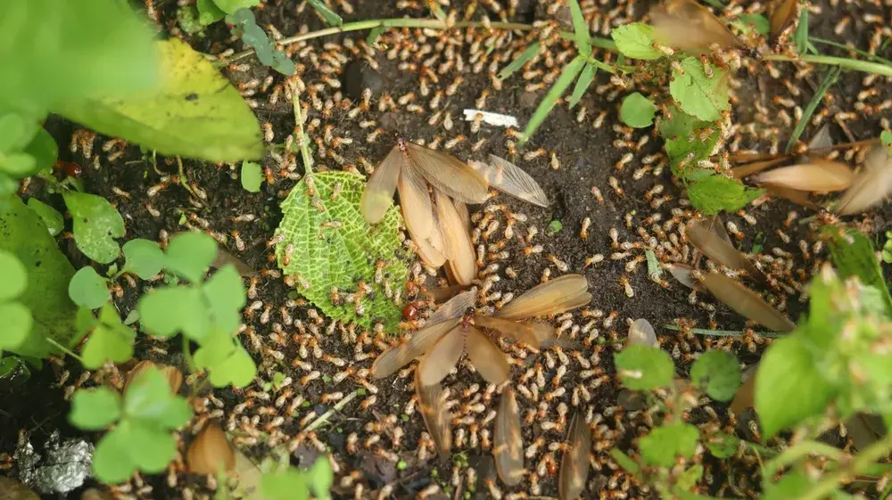 É normal aparecer cupins depois da chuva?
