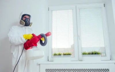 Vale a pena tentar eliminar cupins sozinho?