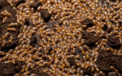 É possível ter cupins sem enxergar nenhum?